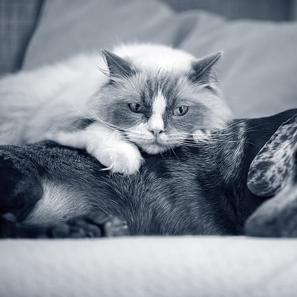 Un gatto sdraiato su un cane.