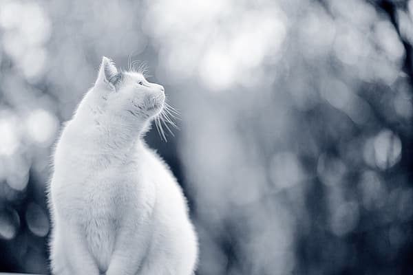 Un gatto bianco che guarda in alto.