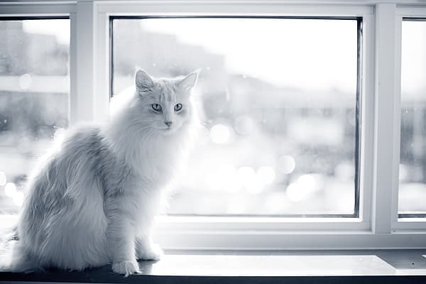 Un gatto seduto sul davanzale di una finestra.