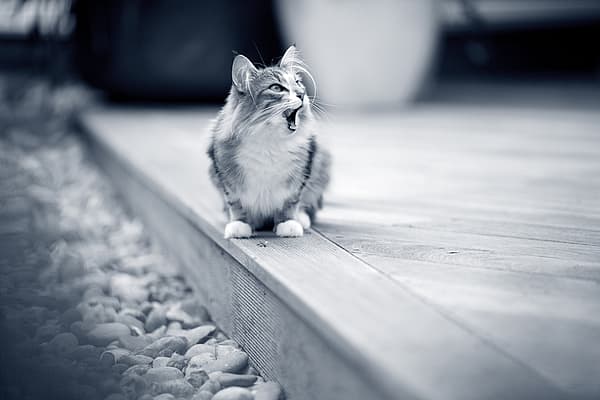 Un gatto seduto su una superficie di legno.
