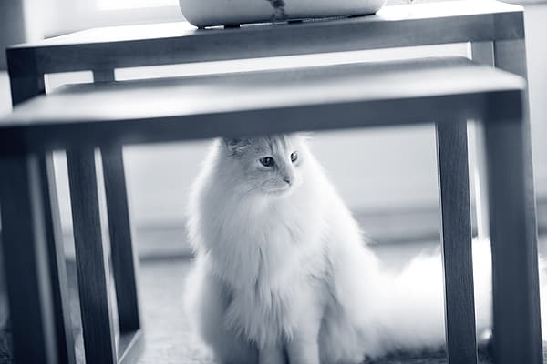Un gatto seduto sotto un tavolo.