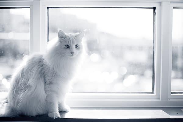Un gatto seduto sul davanzale di una finestra.