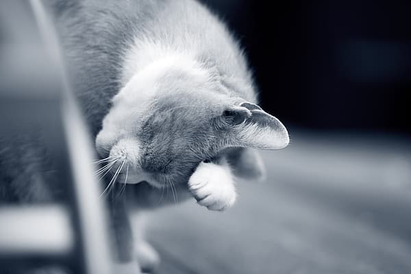 Un gatto con la zampa sul muso.