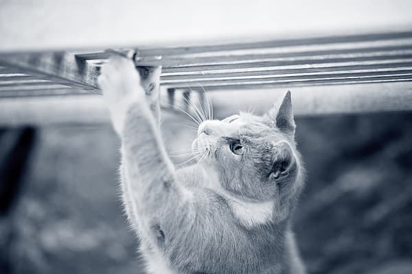 Un gatto che si arrampica su una panchina.