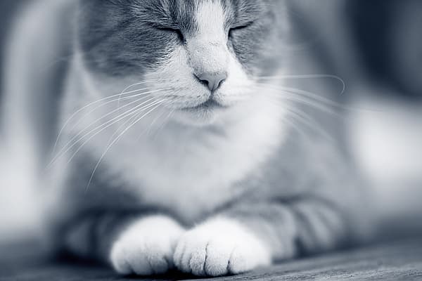 Un primo piano di un gatto.