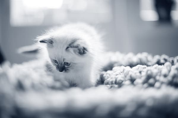 Un piccolo gattino su una coperta.