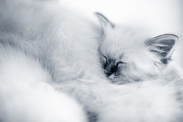 Un gatto che dorme su una coperta bianca.
