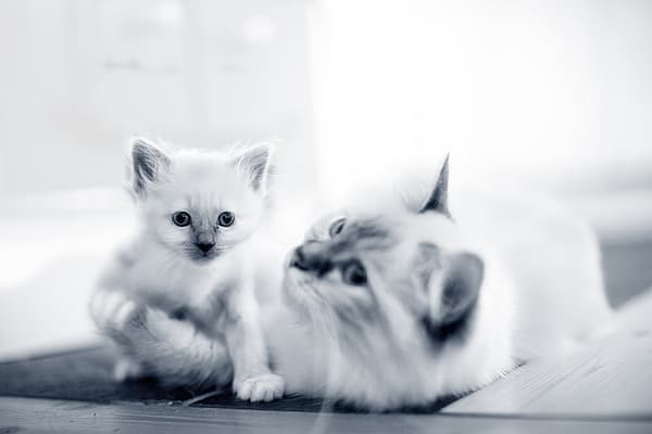 Un gatto e un gattino sdraiati sul pavimento.