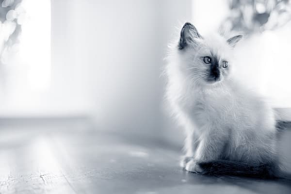 Un gatto seduto su un pavimento.
