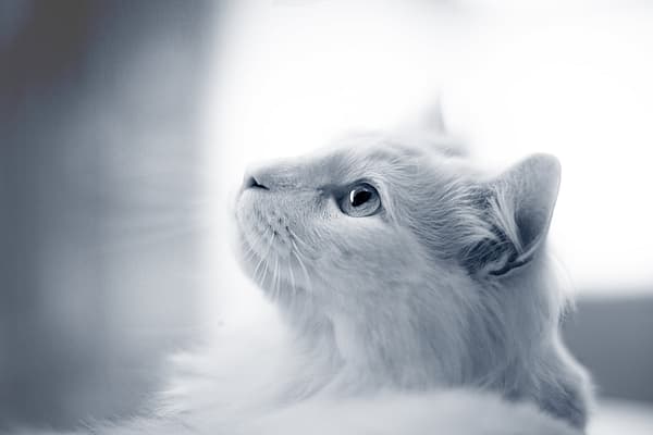 Un gatto bianco che guarda in alto.