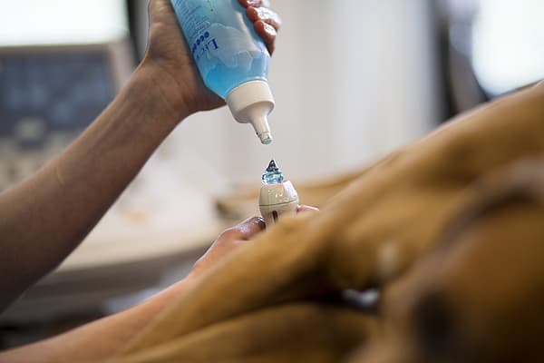 Una persona che versa un liquido blu sulla zampa di un cane.