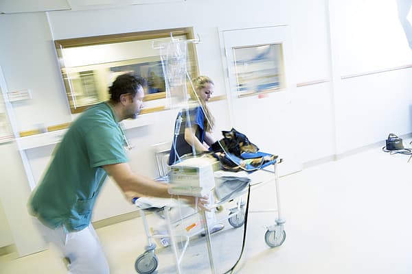 Una persona che spinge un cane su un letto d'ospedale.