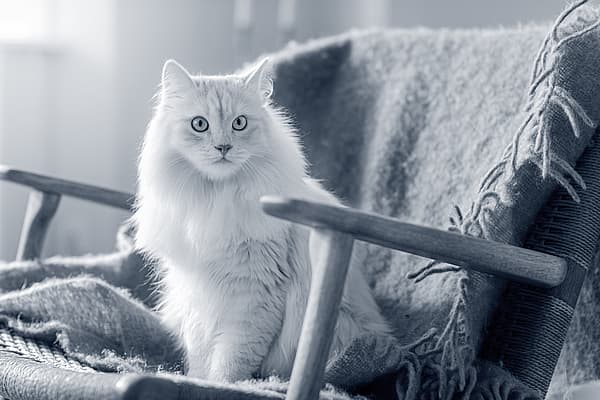 Un gatto seduto su una sedia.