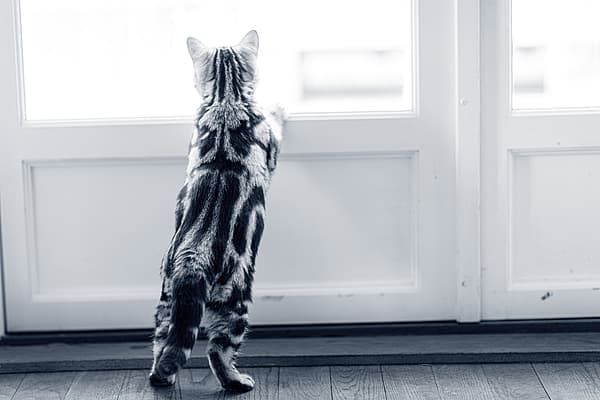 Un gatto che guarda fuori da una porta.