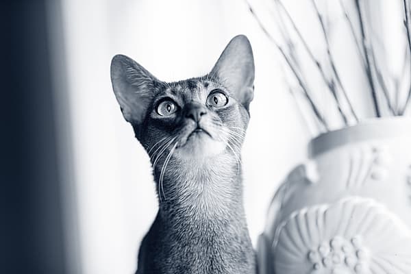Un gatto che guarda un vaso.