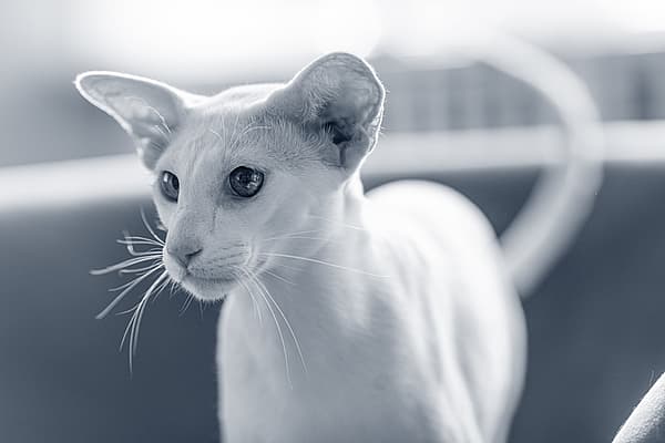 Un gatto che guarda la telecamera.