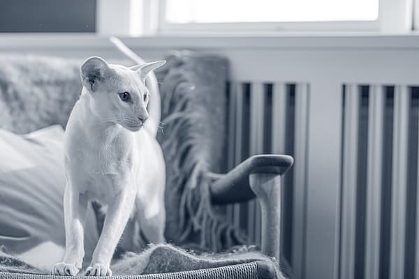 Un gatto in piedi su una sedia.