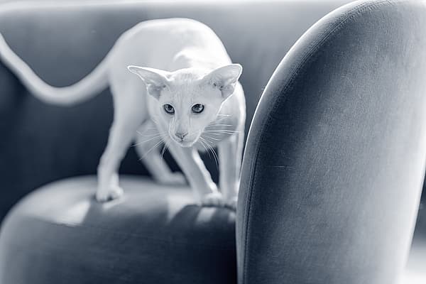 Un gatto che cammina su un divano.