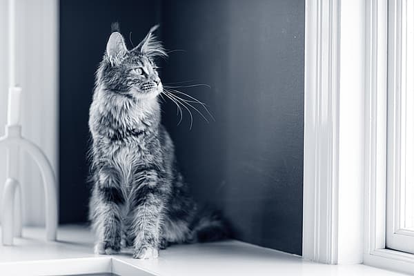 Un gatto seduto su una sporgenza.