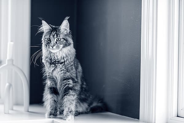 Un gatto seduto sul davanzale di una finestra.