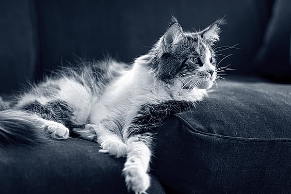 Un gatto sdraiato su un divano.