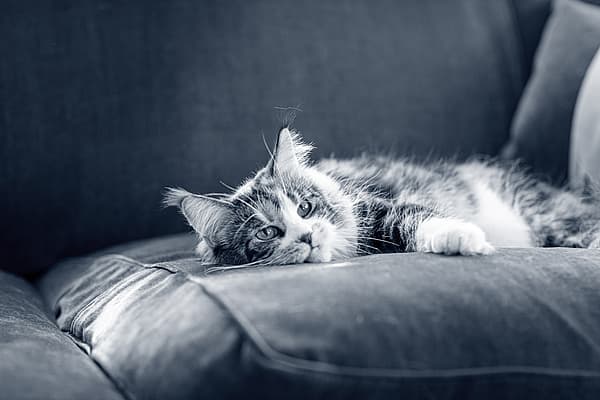 Un gatto sdraiato su un divano.