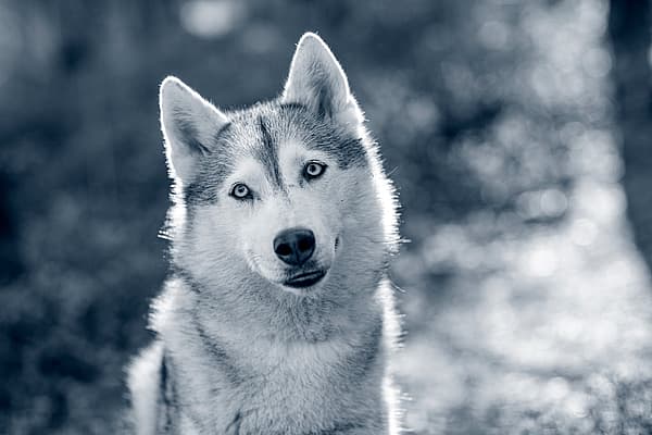 Un cane che guarda la telecamera.
