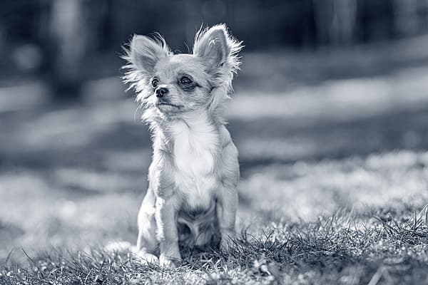 Un piccolo cane seduto nell'erba.