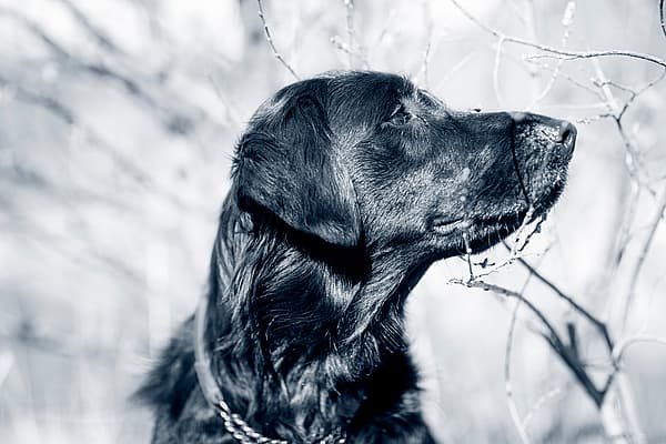 Un cane che guarda un albero.