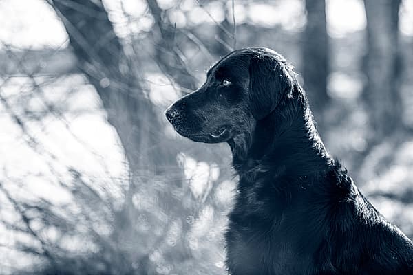 Un cane nero seduto nel bosco.