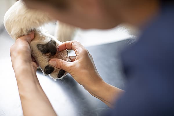 Una persona che tocca il naso di un cane.
