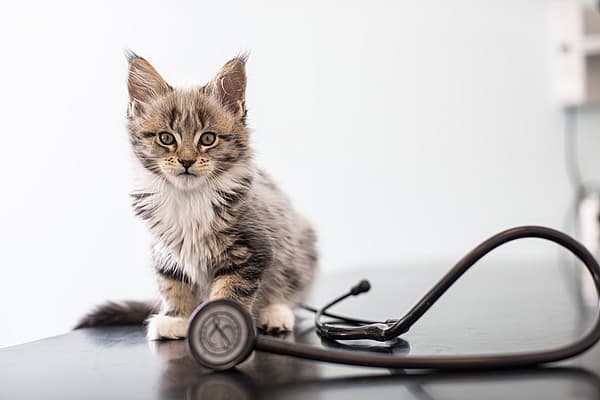 Un gatto seduto accanto a uno stetoscopio.