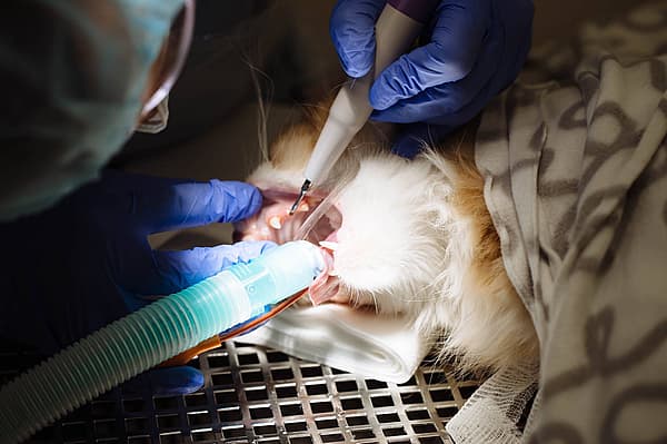 Una persona che usa uno strumento per controllare i denti di un gatto.