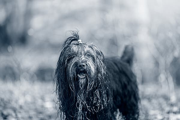 Un cane con il pelo bagnato.