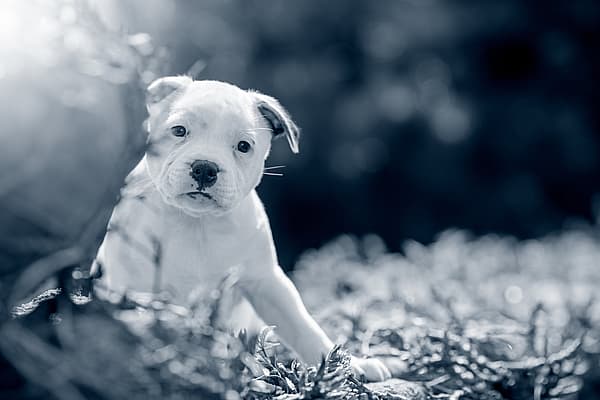 Un cane seduto per terra.