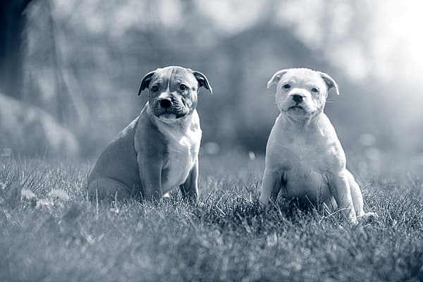 Due cani seduti nell'erba.