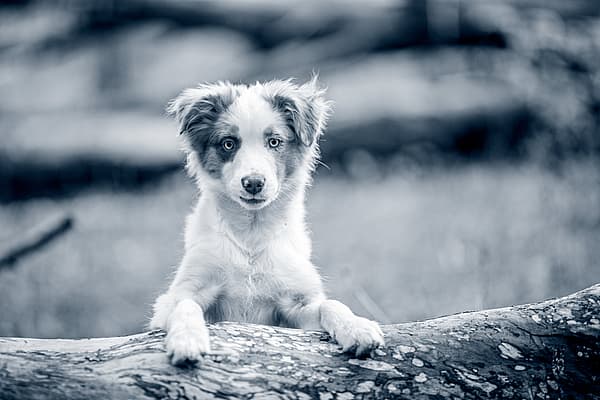 Un cane in piedi su un tronco.