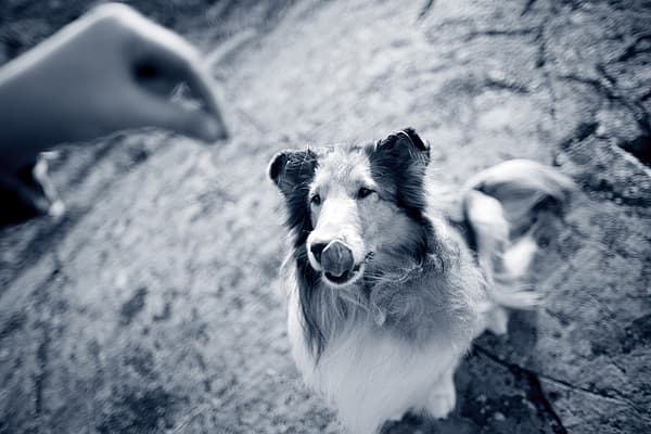Un cane che guarda la mano di una persona.