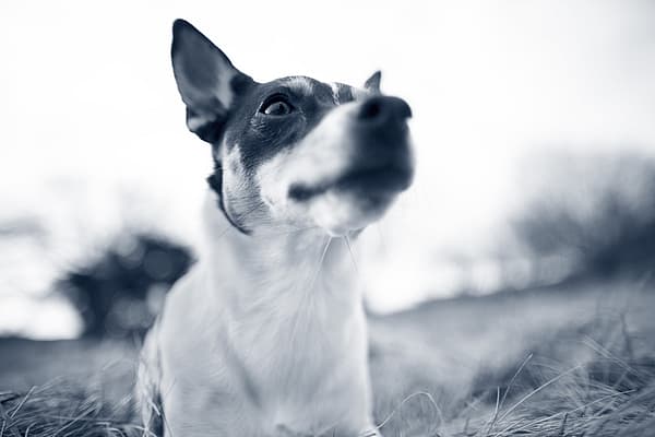 Un cane che guarda la telecamera.