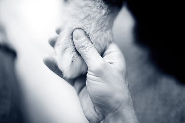 Una persona che tiene una zampa di un gatto.