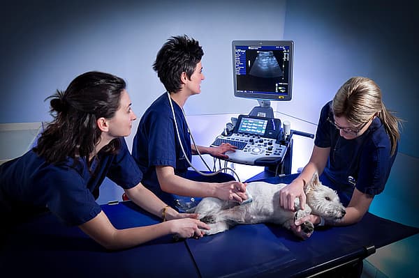 Un gruppo di donne che esaminano un cane.