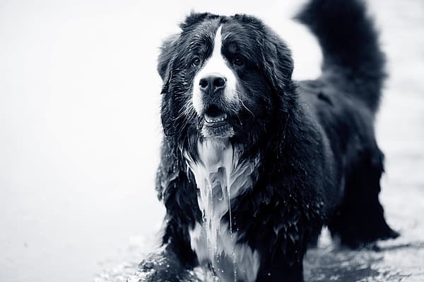 Un cane in piedi nell'acqua.