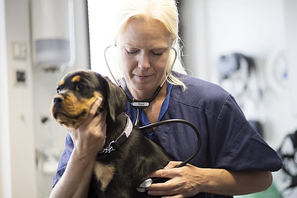 Una persona che indossa uno stetoscopio che tiene un cane.