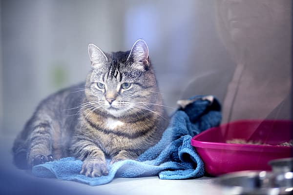 Un gatto seduto su un asciugamano blu.