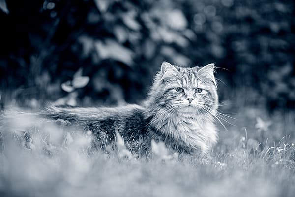 Un gatto sdraiato nell'erba.