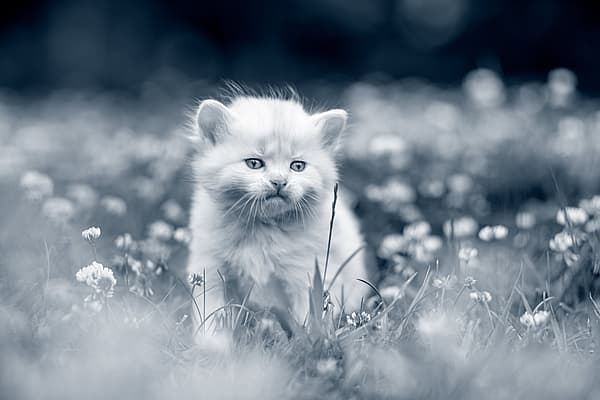 Un gattino in un campo di fiori.