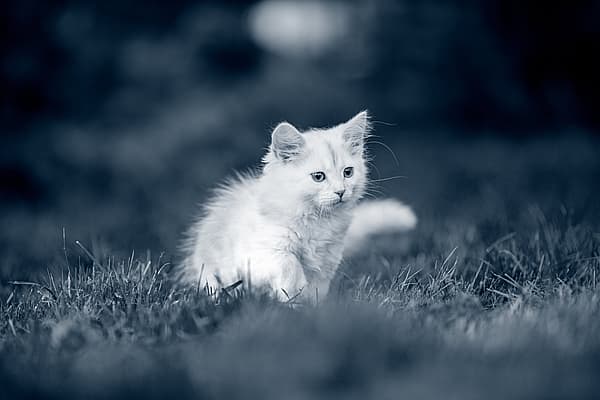 Un gattino bianco che corre nell'erba.