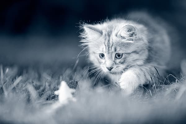 Un gatto nell'erba.