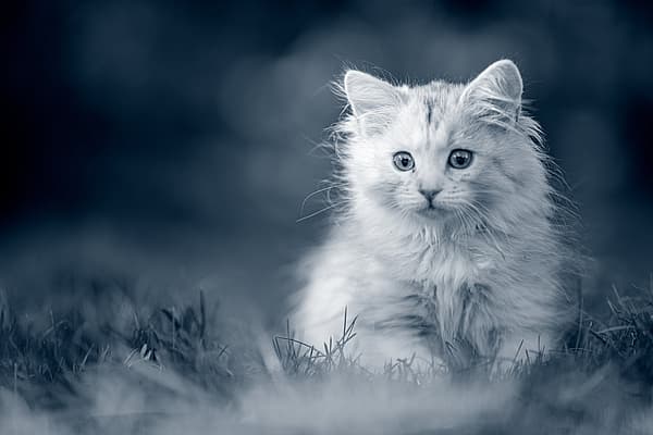 Un gatto seduto nell'erba.