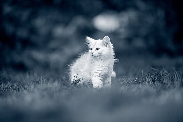 Un gatto bianco che corre nell'erba.